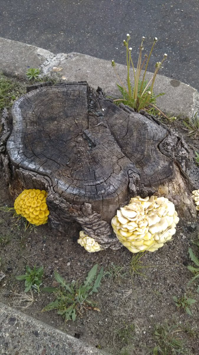 John Kt おはようございます こちらも朝から良い天気で 穏やかな風もあり 絶好の洗濯日和です なので 朝から布団干しとシーツやその他の洗濯をしています 沢山生えていますねぇ さるのこしかけっぽいのも見られますね 古くなった木にはよく