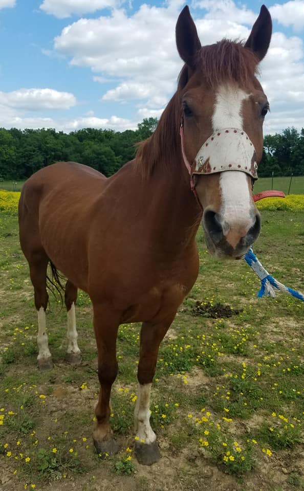 moodysally1's tweet photo. #URGENT HELP Another BLM🐴Mustang will ship 2 barbaric🖤🤬#HorseSlaughter 5-24 Please🥺🙏Help Adopt Share Rt 20,206 AMERICAN #horses already shipped to Their DEATH in #Mexico #StopTheRoundups #Yes2Safe #HR961 #SlaughterGait https://t.co/ZDnL6oPKPg https://t.co/4H2onmiqXV