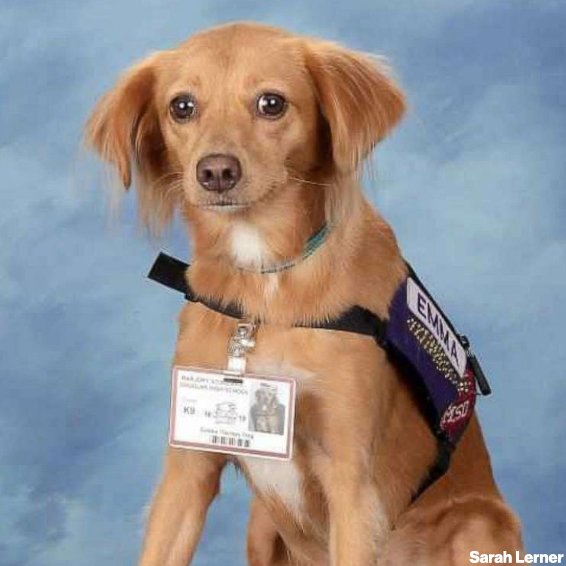ABC's tweet photo. "They are such an integral part of school here, and life here now."

Comfort dogs who helped students heal after Parkland shooting get their own yearbook page. https://t.co/NLHt7LuVtC https://t.co/h184So26T5