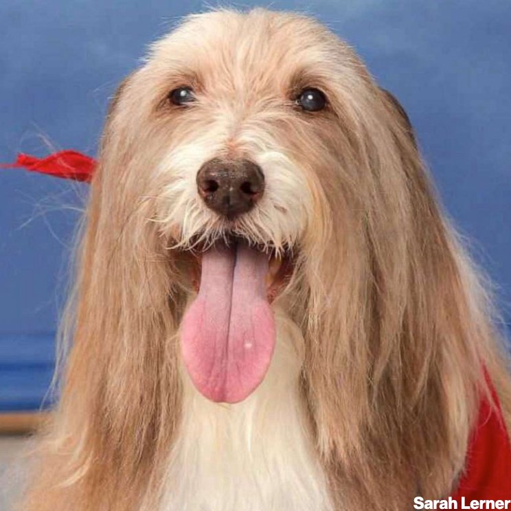 ABC's tweet photo. "They are such an integral part of school here, and life here now."

Comfort dogs who helped students heal after Parkland shooting get their own yearbook page. https://t.co/NLHt7LuVtC https://t.co/h184So26T5