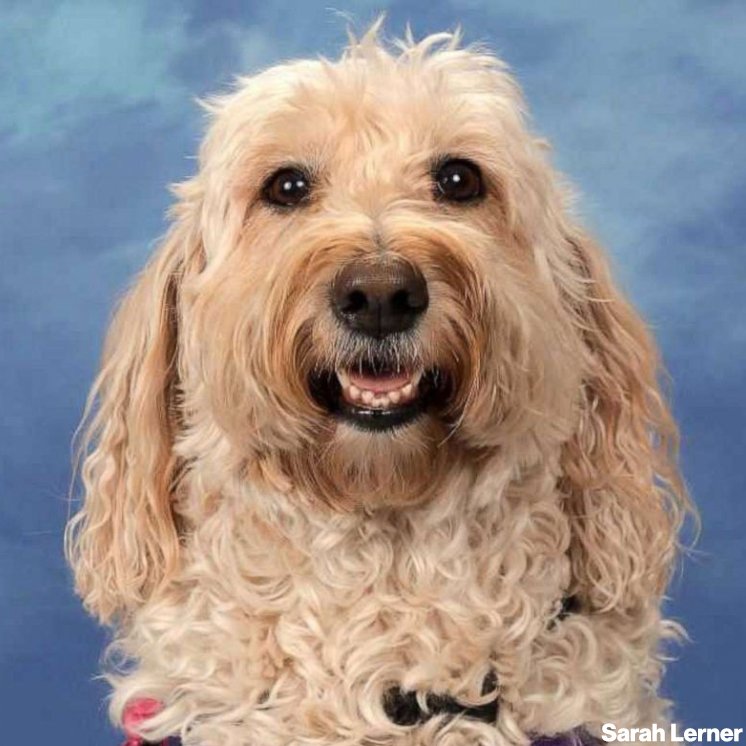 ABC's tweet photo. "They are such an integral part of school here, and life here now."

Comfort dogs who helped students heal after Parkland shooting get their own yearbook page. https://t.co/NLHt7LuVtC https://t.co/h184So26T5