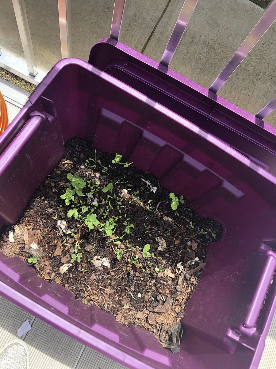 gonzalestweets's tweet image. When your Ss made a compost months ago and it’s ready to be used to plant flowers, you plant flowers! Success! 🌱 #thirdgradescience #welovescience @ProsperISD @hugheselem