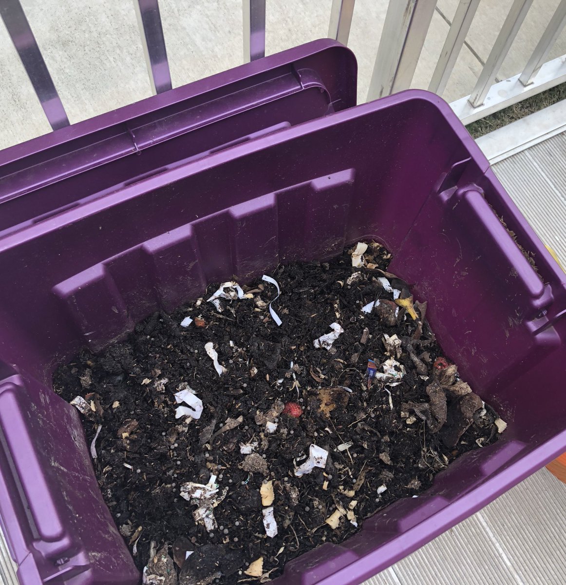 gonzalestweets's tweet image. When your Ss made a compost months ago and it’s ready to be used to plant flowers, you plant flowers! Success! 🌱 #thirdgradescience #welovescience @ProsperISD @hugheselem