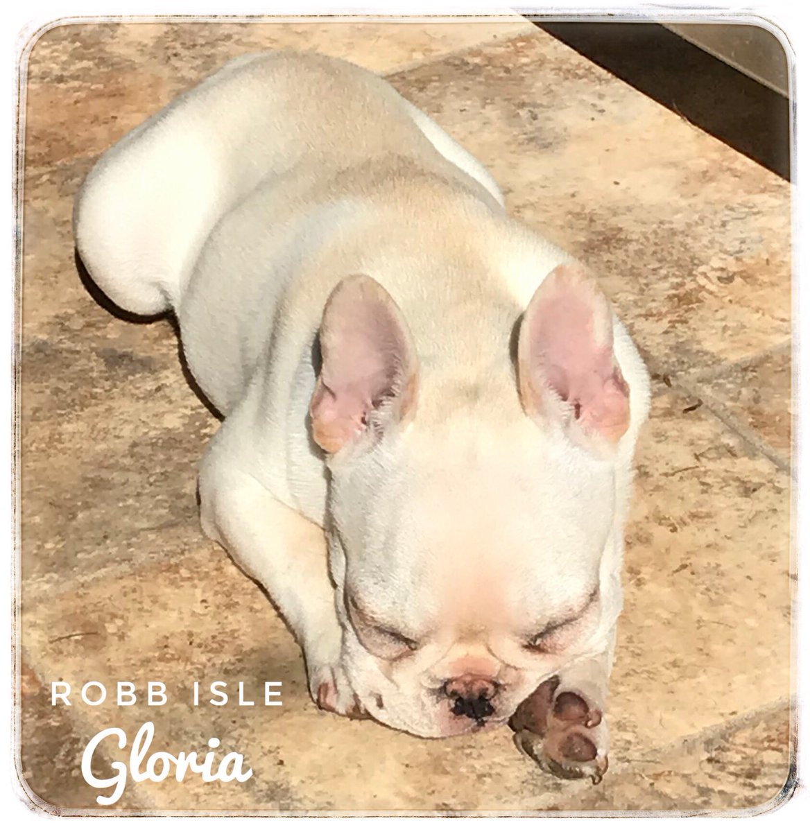 RobbIsle1965's tweet photo. A sunny Tuesday is not complete without a picture of little Gloria. #frenchie #frenchies #frenchbulldog #dog #puppies #puppy #pup #frenchiesofinstagram #frenchiesoftoronto #frenchieoftheday #DogsofTwittter #FrenchBulldog #puppylove #puppiesofinstagram #Gloria #frenchielifestyle https://t.co/DEXRazwnah