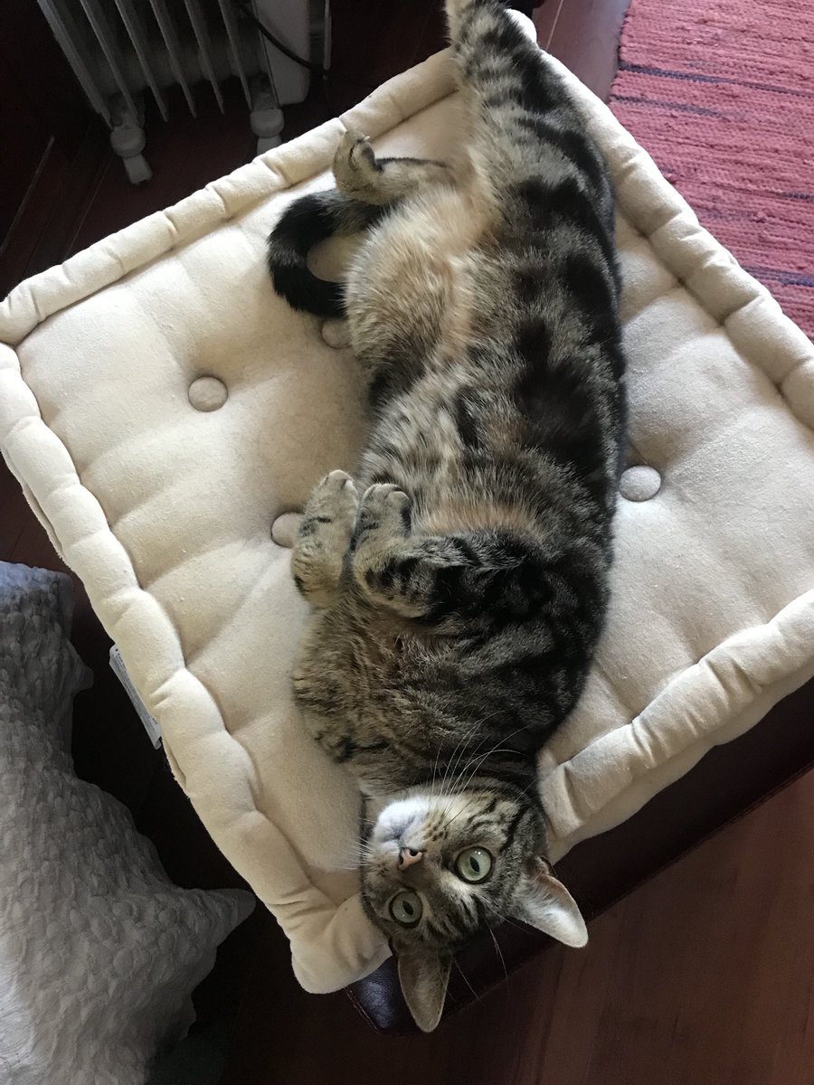 Wee lamb is 4!  We love you darling boy 😻😽❤️😻