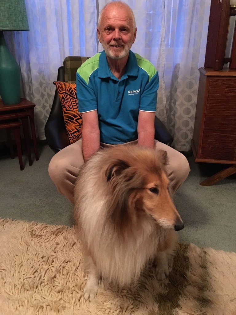 rspca shetland sheepdog