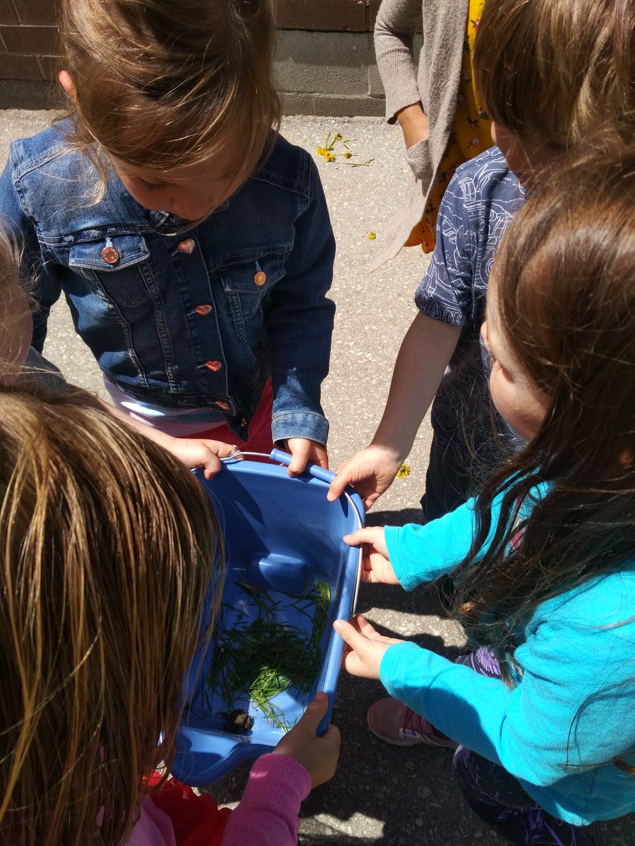 jennifer_mesar's tweet photo. During outdoor learning time,  we happened upon this little toad! So instead of our vegetables,  we observed this little guy! Her name was Sparkle the Toad lol! We set her free by the top of the river @NewDundeePublic #ecokids @UrquhartVal https://t.co/TdXNzmhCMe
