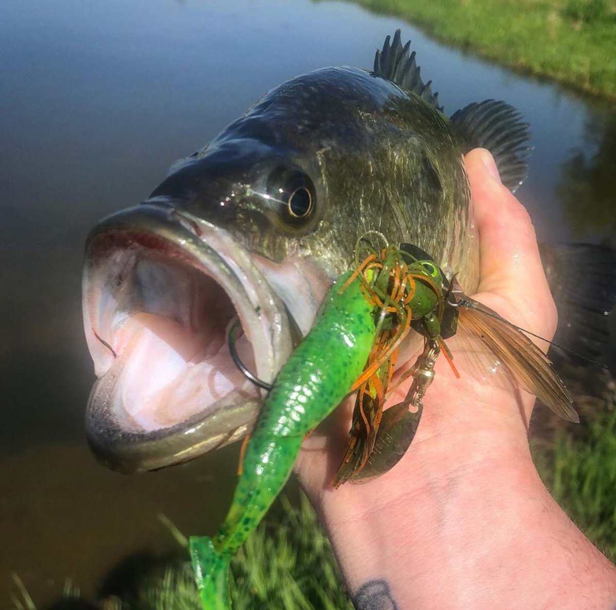 HOOKED on the Primal Vibe! 
#fishheadspin #fishing #bassfishing #primalvibe