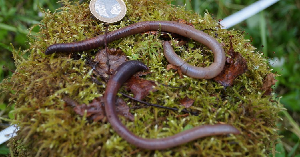 Earthworms are NOT native to Ontario, we know that some species destroy the forest floor, and now they are being implicated in #climatechange. nyti.ms/2waVKEA #ExtinctionRebellion
