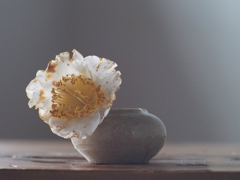 DearlivesCom's tweet photo. This scene is a combination of ikebana and implement, which will give you different feelings. #ikebana #tumblerandflowers #いけばな #flower #flowerlesson #flowerclass https://t.co/8QuHTc98Qx