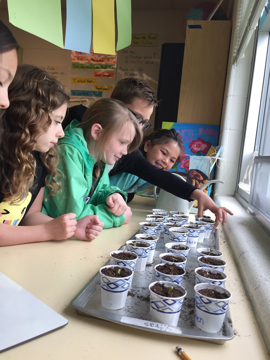MrsB_KME's tweet photo. Meet our new sprouts! After an unsuccessful first try, we started over and tried a new batch of seeds. Thanks @MissSteimel for your help! #kaneland302 #kanelandpride https://t.co/Had3DsADg3