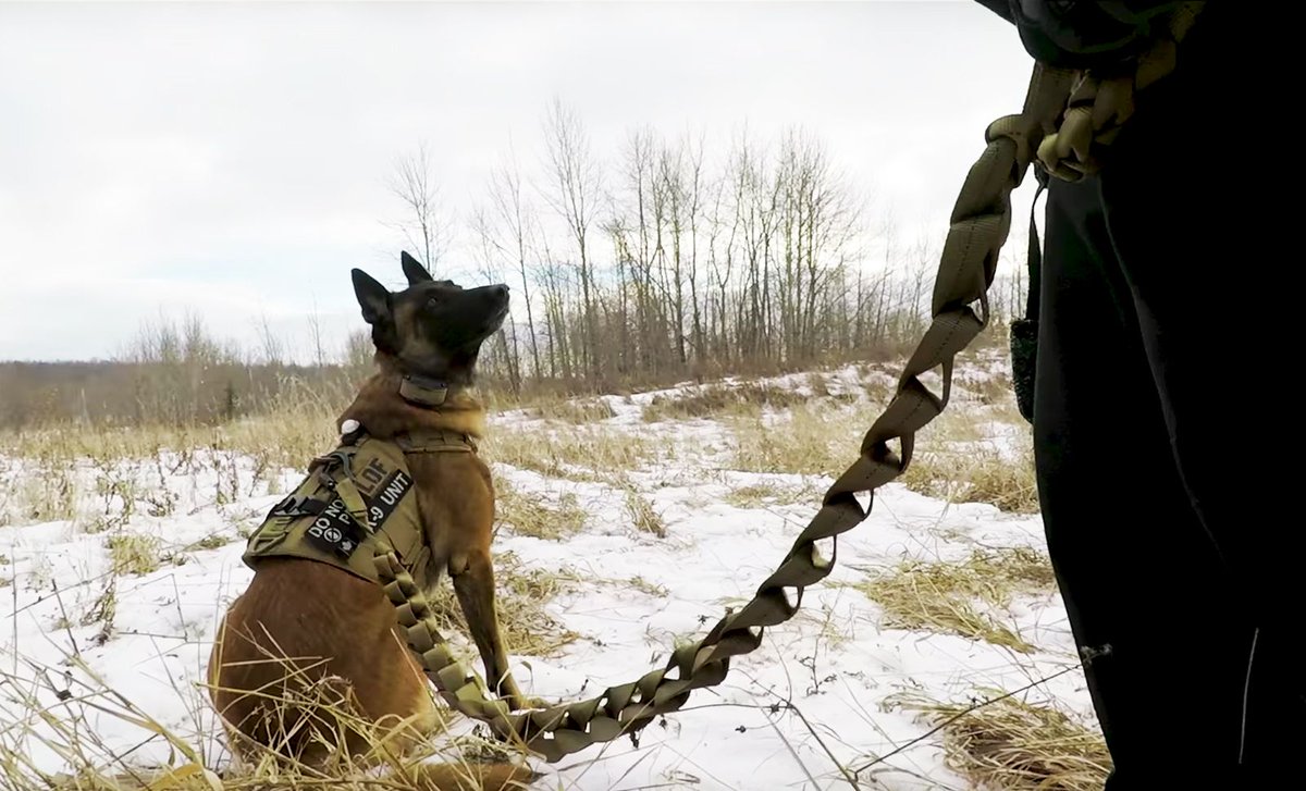 25Ft to 6Ft in 30 seconds!! Buying a shorter leash is not always needed!
Go watch our video of our simple leash hack! Link in Bio.
.
.
.
#puppiesofinstagram #puppies #ilovemydog #puppylove #doggy #doglife #doggo #k9 #k9life #k9officer #workingdog #servicedog #k9unit #k9training