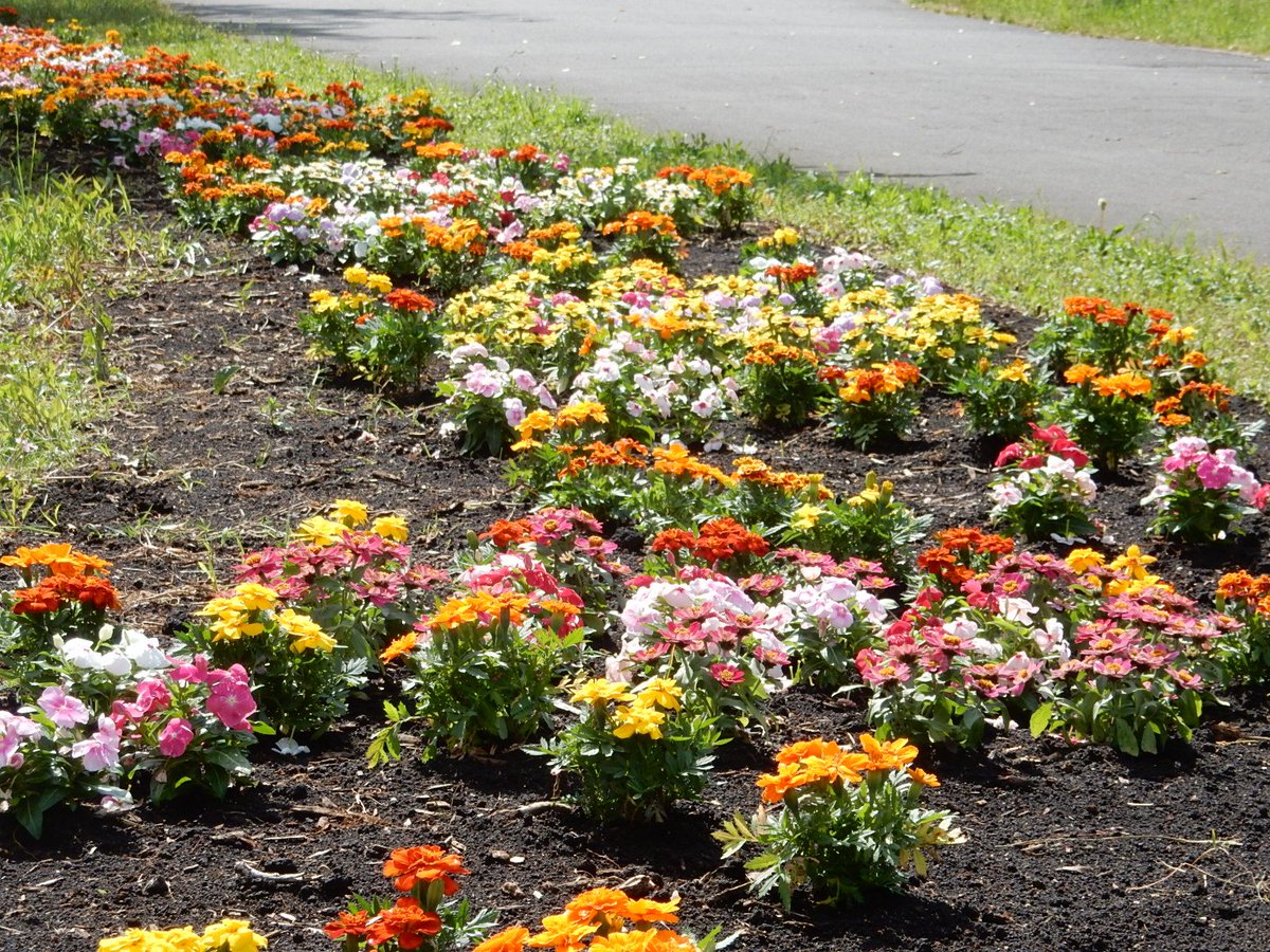 都立水元公園 Twitter પર 藤棚付近の園路沿いにある花壇の花々 マリーゴールド ジニア ニチニチソウなど 新たな花が植え替えられました 水元公園
