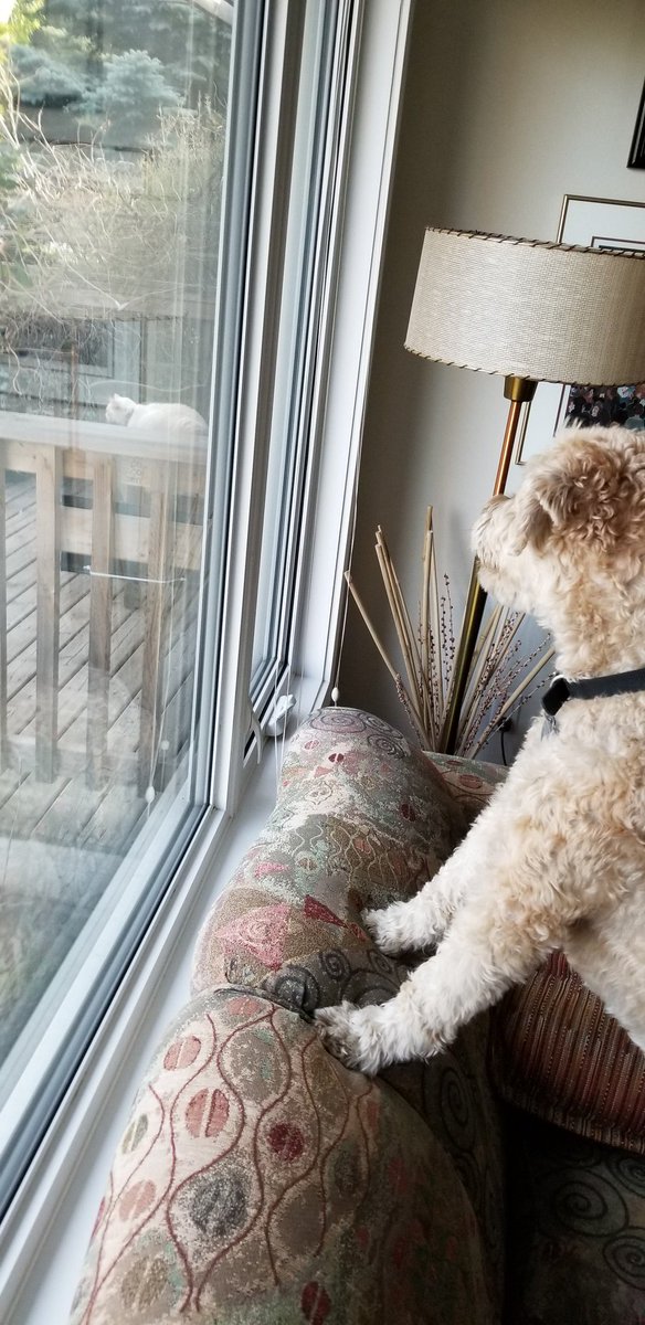 alysonjconnolly's tweet photo. When Zeus @educnfirst's cat comes to visit. Artie is not pleased! #StressedOutPup #BeFriends https://t.co/tuYt3N5zKJ