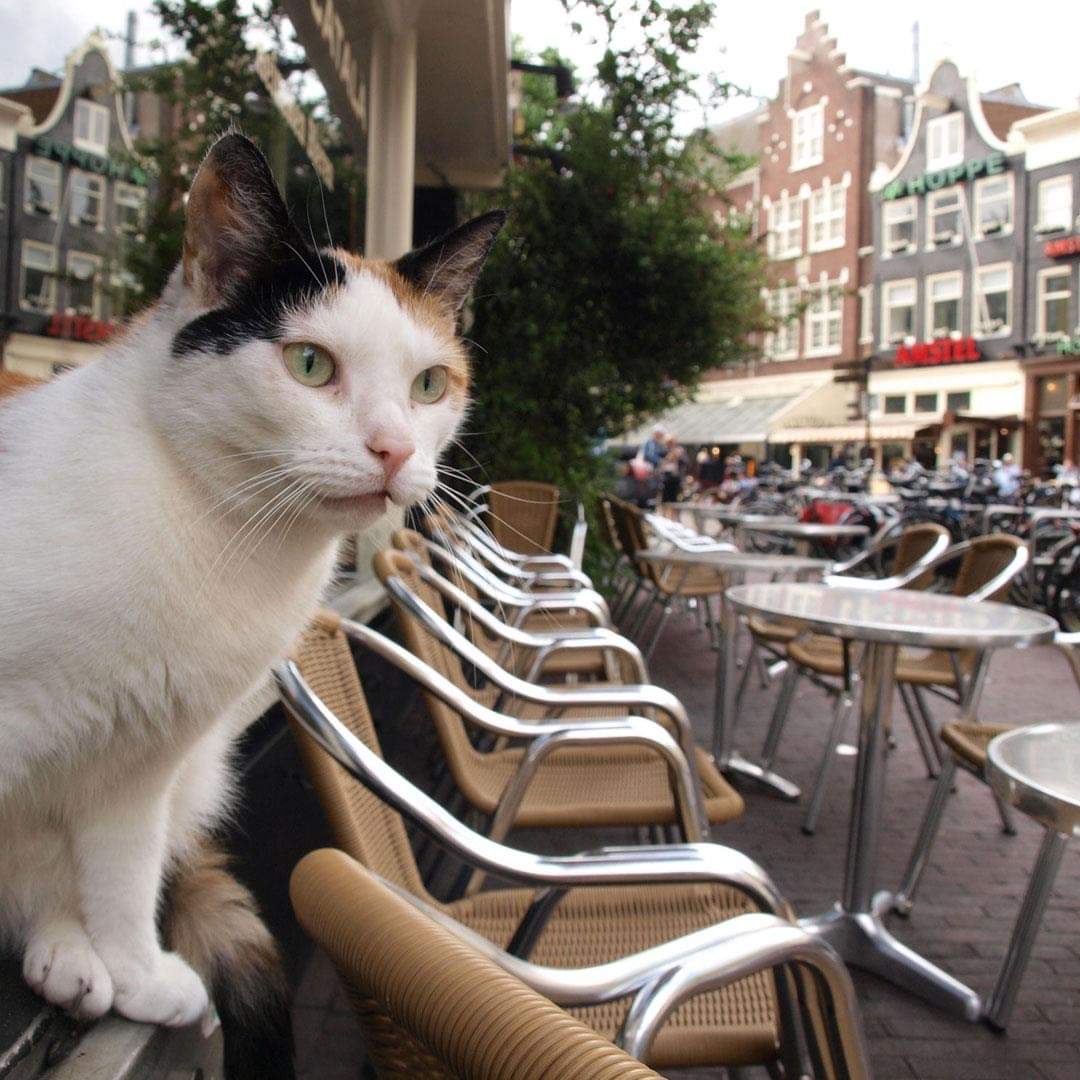 CheapiFlyFares's tweet image. #Amsterdam is waiting for you, especially now when #flights are from under $900* 👇 ifly.net.au/cheap-flights-… 🇳🇱❤ #travel #cheapflights #europe