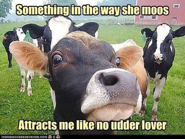 Something in the way she moos. Attracts me like no udder lover.
