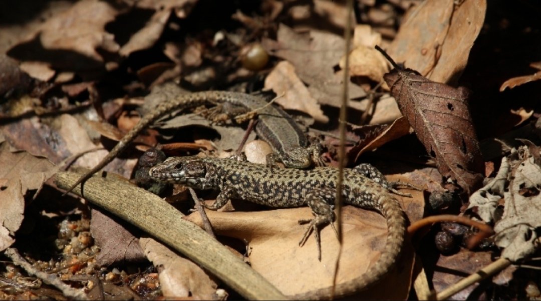 Voler fer una autopista entre #Blanes i #Lloret no és només carregar-se 60mil arbres, es carregar-se tota la fauna associada que viu allà, a les rieres, als camps,... i això és imperdonable <a href="/territoricat/">Territori</a> <a href="/mediambientcat/">Medi Natural.Gencat</a> #BiodiversityDay
Aquí un recull👇👇natura-tordera.blogspot.com/2019/05/vall-d…