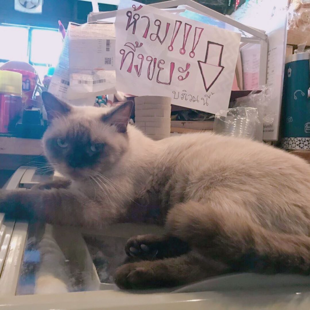 kittycatcafe's tweet photo. ก็บอกแล้วไง ว่าห้ามทิ้งขยะบริเวณนี้🤣🤣
#โซบะ #Soba 
#KittyCatCafe #CatCafe #catlovers #cutecat #Bangkok #Thailand https://t.co/Akub3e3K8t