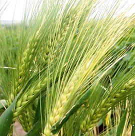 AzizOdabasi1's tweet photo. #GenesisSeed Tohumculuk, 2015 yılında, Diyarbakır 3. OSB’nde, yıllık 22.000 bin ton işleme kapasitesine sahip Türkiyenin en yeni ve modern Tohum Eleme ve Paketleme tesislerinden birini faaliyete geçirmiştir. Başarılı ve özverili çalışmalarından dolayı firmamızı kutlarım. https://t.co/nXJDYgRSbo