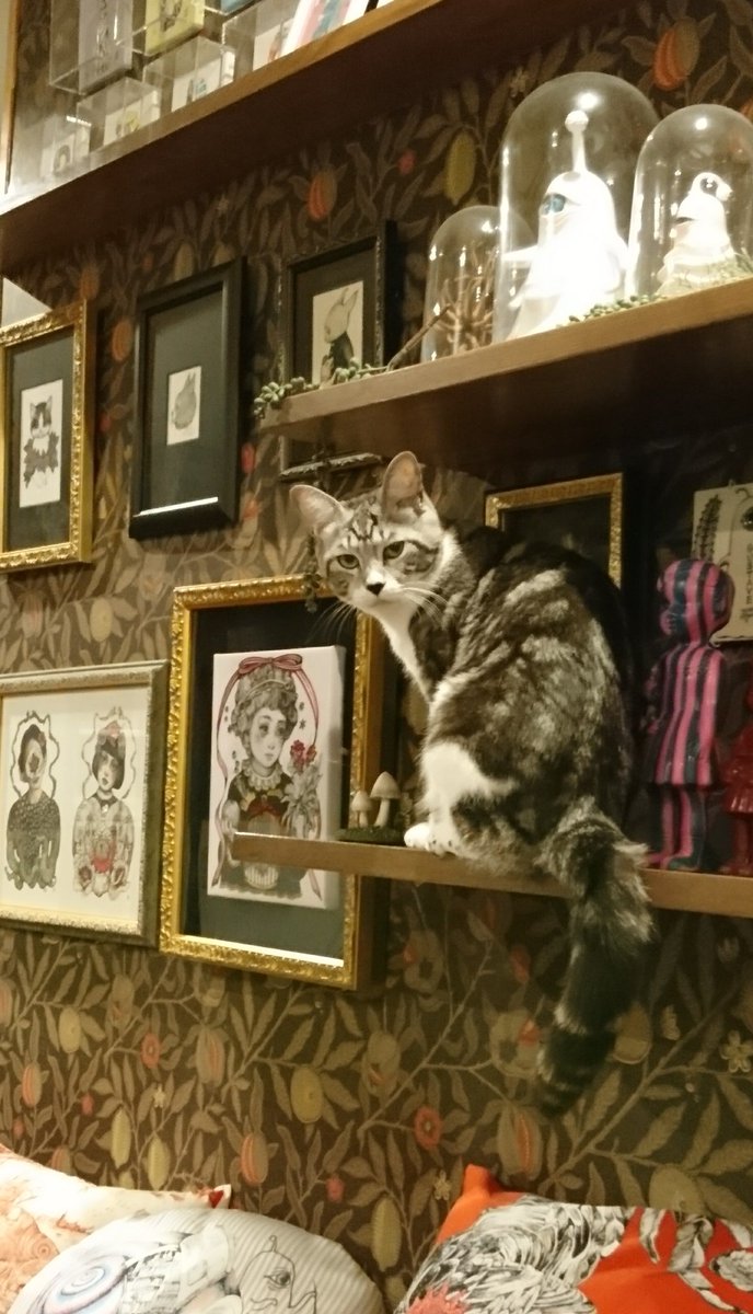ヒグチユウコ そうなんです でも猫は歳とったら植物に寄り付かなくなりました ヒグチユウコ そうなんです でも猫は歳とったら植物に寄り付かなくなりました