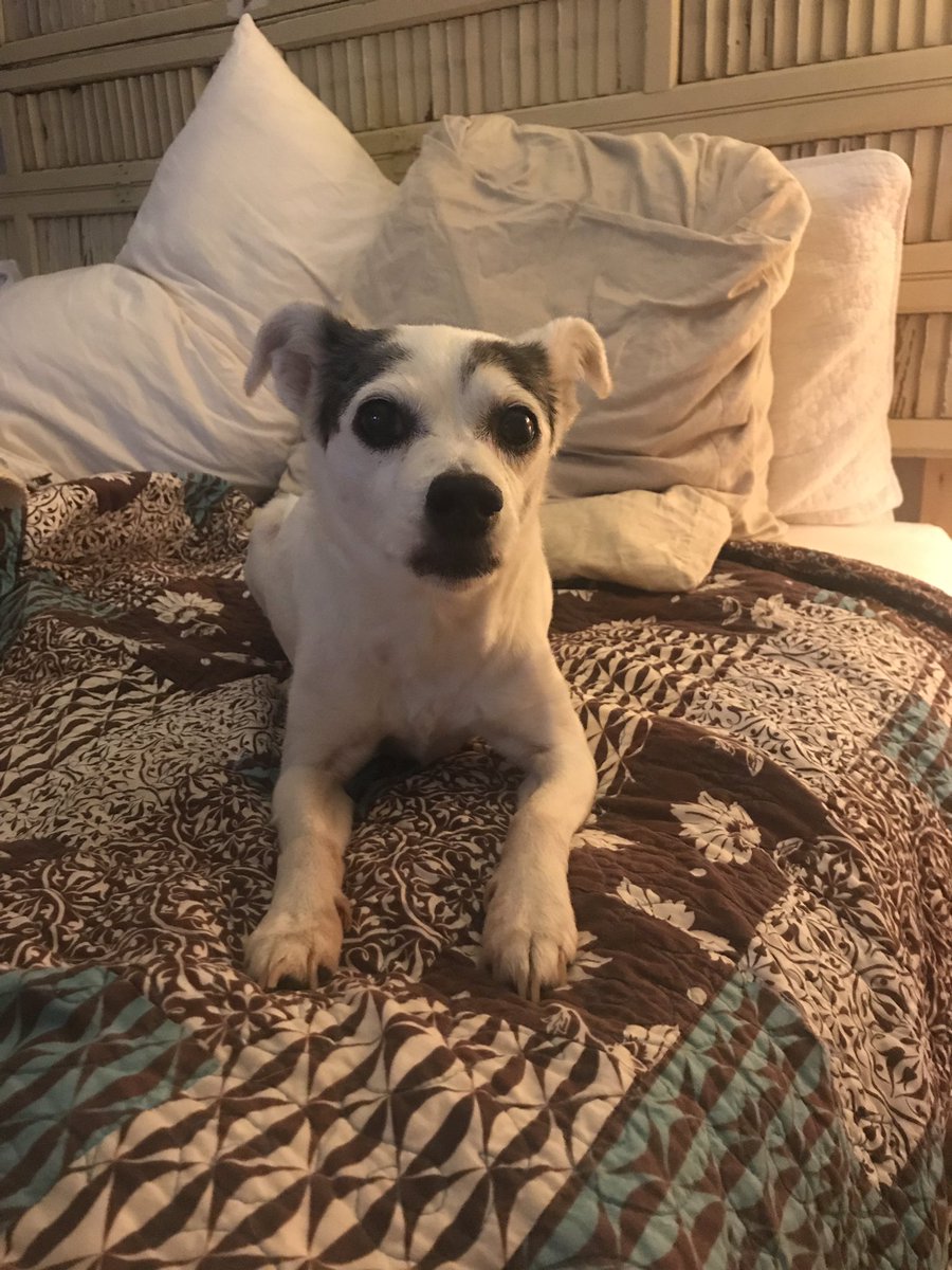 ecarter03's tweet photo. Started this morning, early, with a dog projectile puking on me with a balance problem (inner ear infection is the good option here 🤞🏻). Finished the day prepped, packed, and ready for a girls beach trip. The highs and lows of life in 24 hours. https://t.co/zUKeGj1msJ