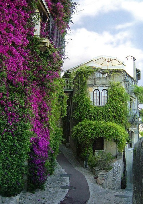 Bougainvillea, St Paul de Vence, France