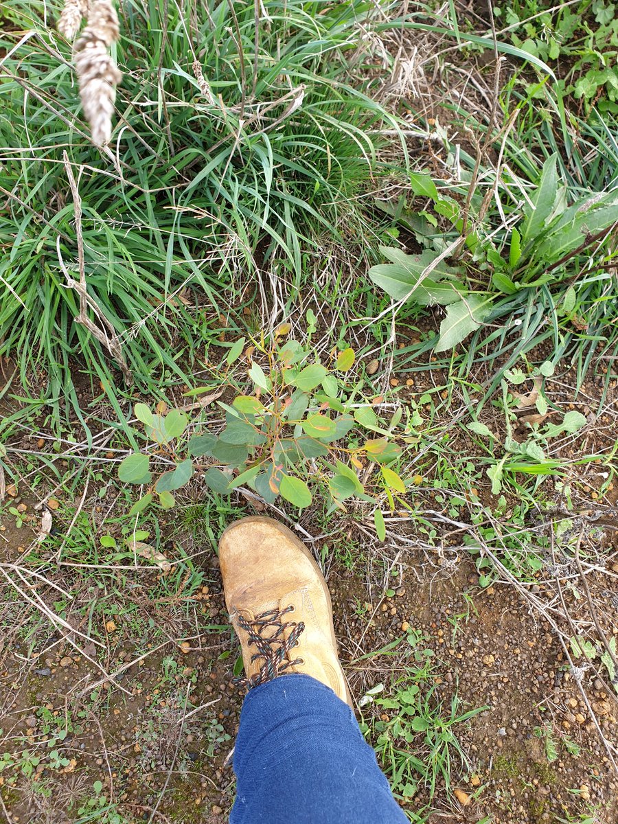 What native trees can do that saves you $$$$. 
End of April 2018 this part of #thegreenline was completely burnt #cfa. So what you see has appeared since fire from seed stored in ground by ants because no acacias here since 1970s.

#sustainable #nativevegetation.
#landcare