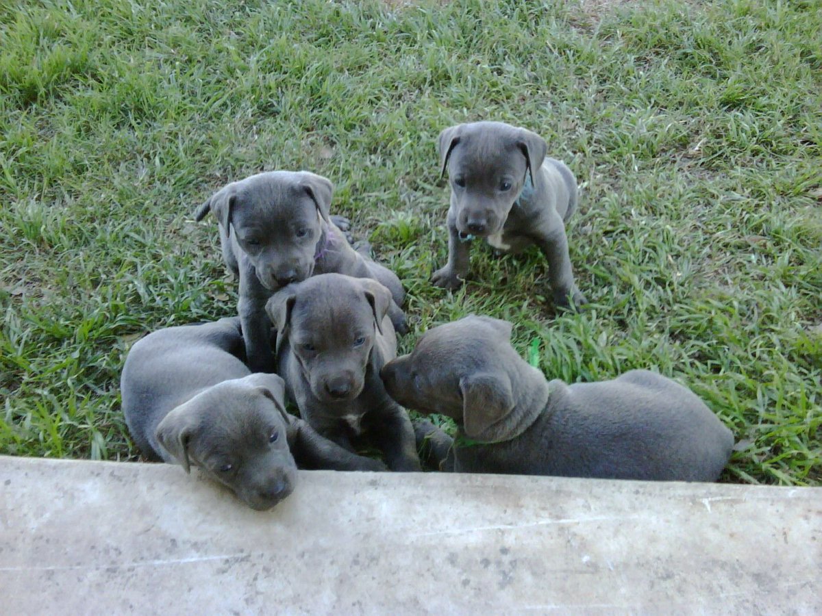 state dog of texas blue lacy