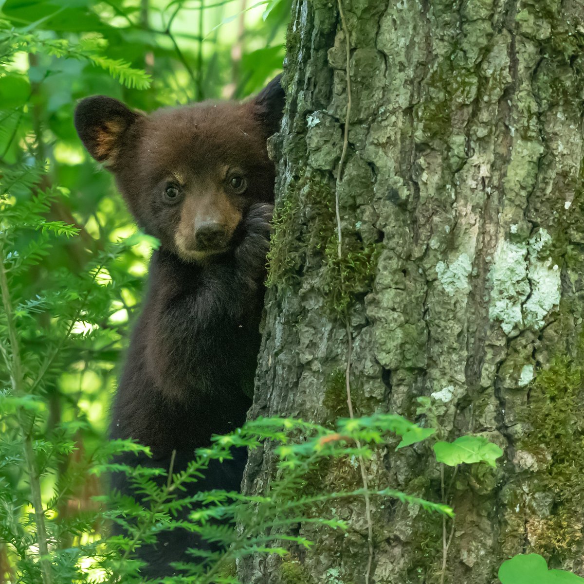 How cute is this little bear cub? What an amazing time in the smokey mountains. I still can't believe how cool it was. Can't wait to share a video with everyone! #d850 #bear #bearcub #bearcubs #smokeymountains #cadescove #animalshots #naturephotoportal #naturephotography