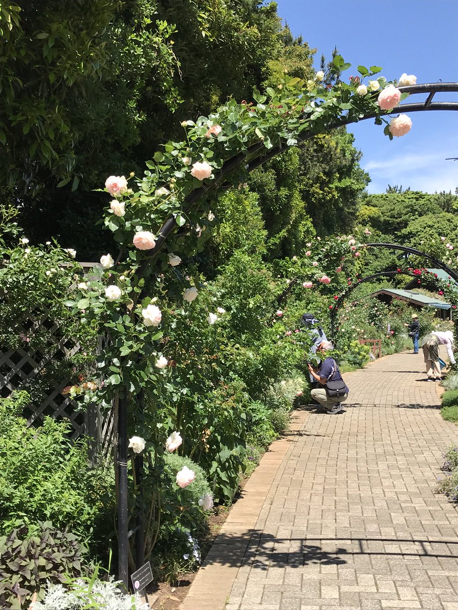 三陽メディアフラワーミュージアム 千葉市花の美術館 Auf Twitter こんにちは 大雨から一転 ピカピカの晴れになりました 幸いなことにバラは咲き始めの種類も多く それほど散らずにきれいなガーデンをご覧いただけます 今週が特におすすめです 三陽メディア