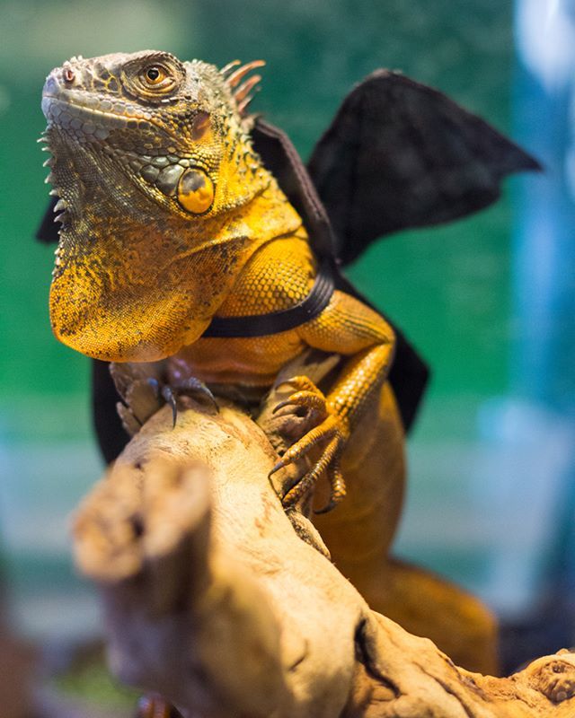 TYTMariguana's tweet photo. I am Drogon #dreams
📷: @herestimcollins •
•
•
•
#GameOfThrones #dragon #throwback #flashback #worlddomination #mariguana #iguanamoments #tyt #tytlizard #tytlive #iguana #iguanasofinstagram #lizard #lizardsofinstagram #rediguana #lizardlove #rept… https://t.co/NdKj0VBZUp https://t.co/CY4SPG2W6L