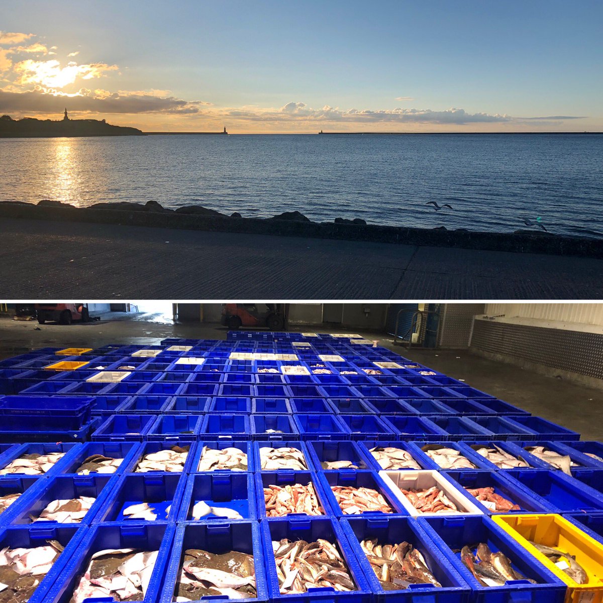 PhilsPlaice's tweet photo. Happy Hump Day guys... downhill to the weekend 💪👍 looks a good market today too #northshieldsfishquay #northshieldsbeach #northshieldsfishmarket #freshfish #freshfishdaily #freshfishmarket #fish #fishmonger #sunisshining #shoplocal #eat #eatwell #eatmorefish https://t.co/K5gFaDHZuU
