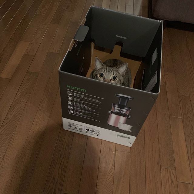 Obchodzony dziś Dzień Praw Zwierząt to doskonała okazja, by upomnieć się głośno o prawo zwięrząt do wykorzystywania kartonu po wyciskarce wedle własnego uznania! WYCISKARKA DLA LUDZI, KARTON DLA PUPILA! - to nasze dzisiejsze hasło! 🐱🐶 #hurom #wyciska… bit.ly/2VFR97p