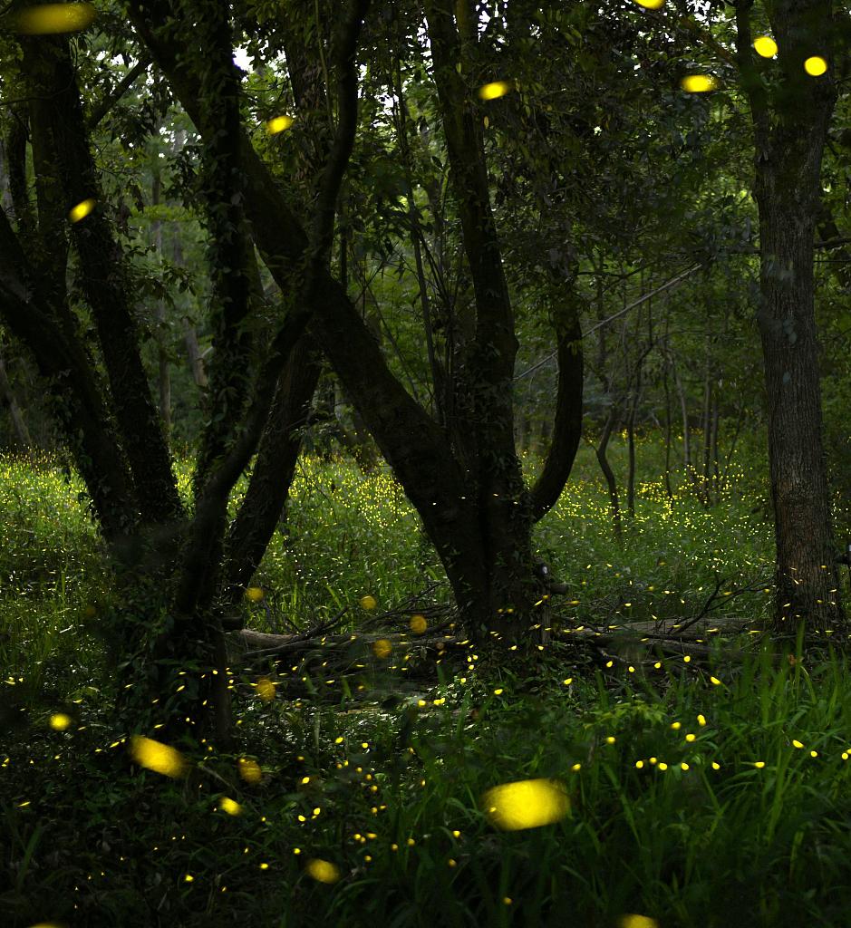 CGTNOfficial's tweet photo. The blinking lights of fireflies are captured in a woodland area in #Japan's Suita, Osaka Prefecture https://t.co/nZkXZEqqX8