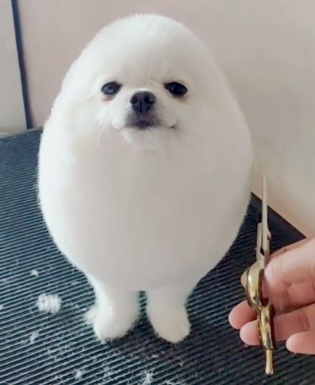 Eggdog