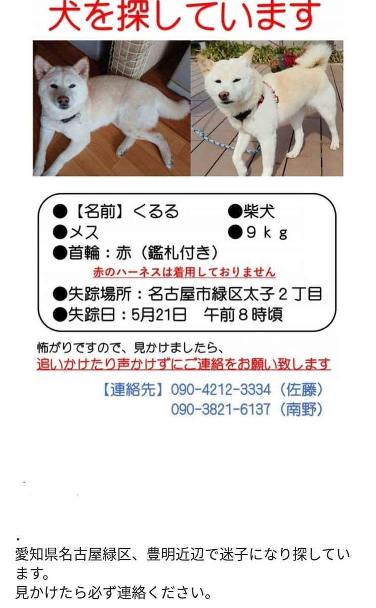 BMDGo's tweet photo. #迷子犬　#名古屋市緑区　愛知県名古屋市緑区、豊明近辺で迷子になり探しております。怖がると捕まえることが困難になりますので発見しても単独で保護する行為は避けて下さい。先ずはご連絡下さい。宜しくお願い致します。@maigo_dog_ https://t.co/dxOdjW8e7Z