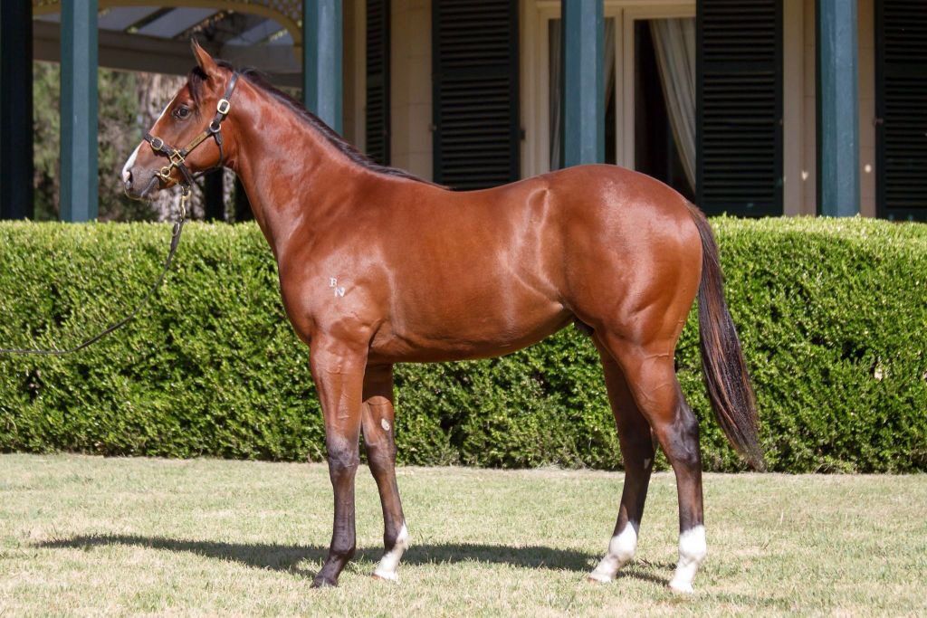 ThomasLunney100's tweet photo. Shares available.
Lightly raced son of EPAULETTE same sire as our very own Group3 placed MILLON. 
 3yo Named “Get Me Charlie”
To be trained by Thomas Lunney 
5% $325
$35 p/w fixed*

Video of one of his recent trial wins
https://t.co/CB4O23L8LE https://t.co/2HEc01N3Tf