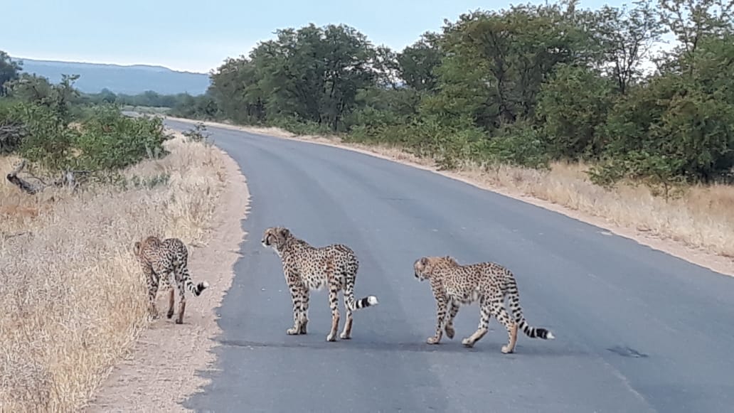 LatestKruger's tweet photo. 07:00
4 Cheetahs in the road
H1-6, 4km north of Letaba bridge
Tinged by Doris https://t.co/yA82pk6NSD