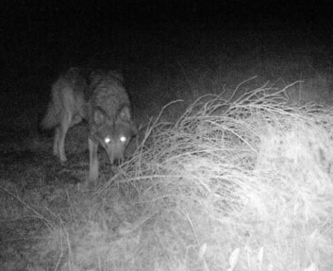 buchenzweig's tweet photo. In Mützenich ist ein Wolf unterwegs 🐺😊! https://t.co/yR7z7qwqRv