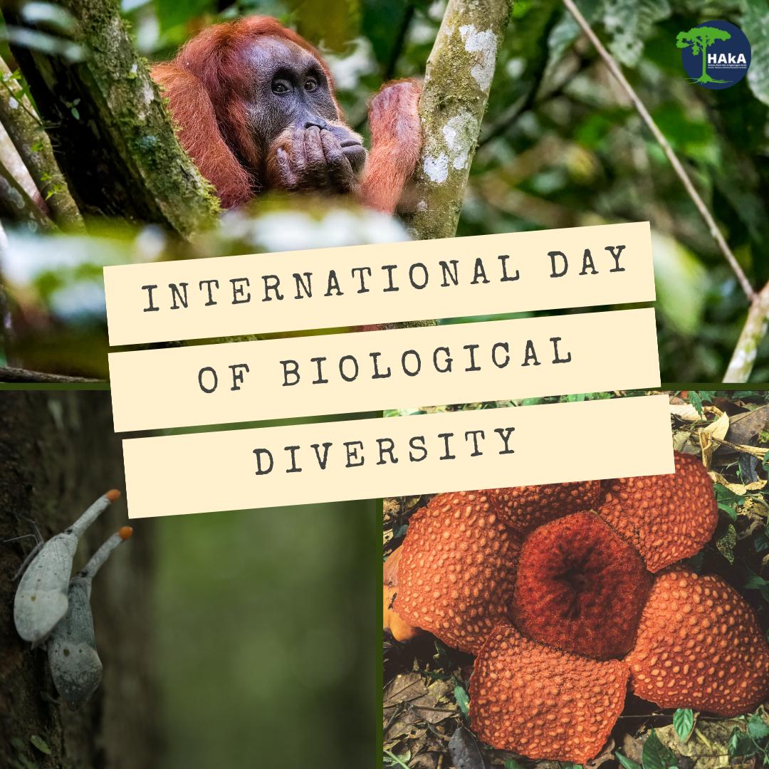 The #LeuserEcosystem is home to approximately 105 mammals, 382 birds, and over 8500 plants, and it is most of the most biodiverse landscape on earth. Happy #InternationalDayofBiologicalDiversity!