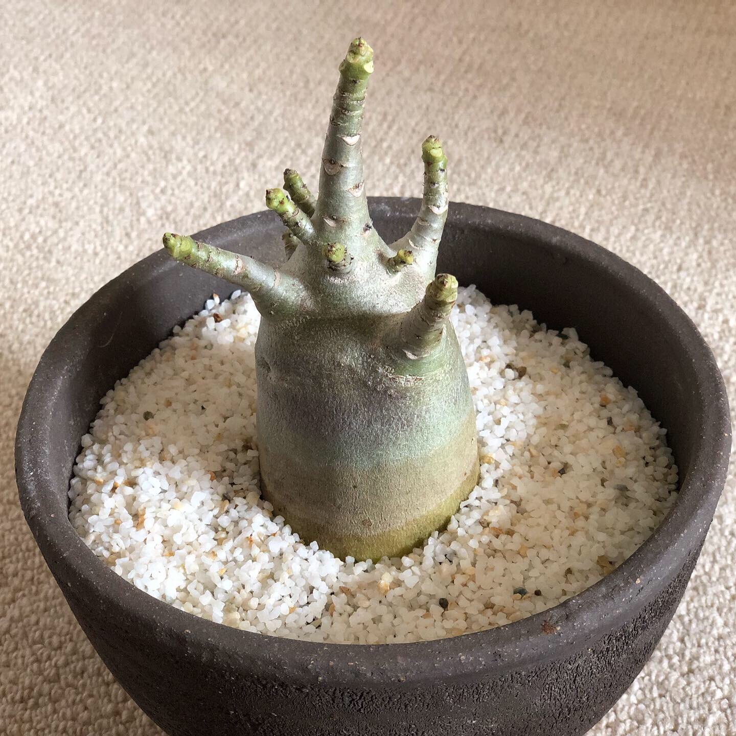 小林 テキーラ ついに来たー アデニウムちゃん このずんぐりむっくり感がたまらない ベアルート株 裸のまま で初購入したから不安だったけど 多肉用の土と 化粧砂をトッピングでべっぴんさんに ニョッキと命名 小林 テキーラ ついに来たー アデニウムちゃん このずんぐりむっくり感がたまらない ベアルート株 裸のまま で初購入したから不安だったけど 多肉用の土と 化粧砂をトッピングでべっぴんさんに ニョッキと命名