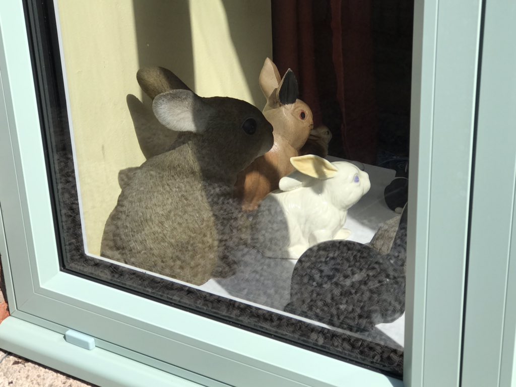 Northwestbifold's tweet photo. Lovely sunny day happy bunnies @Originbifolds #OW70 👌👌👌#ChartwellGreen ☕️☕️☕️ https://t.co/8xQ0uAhxui