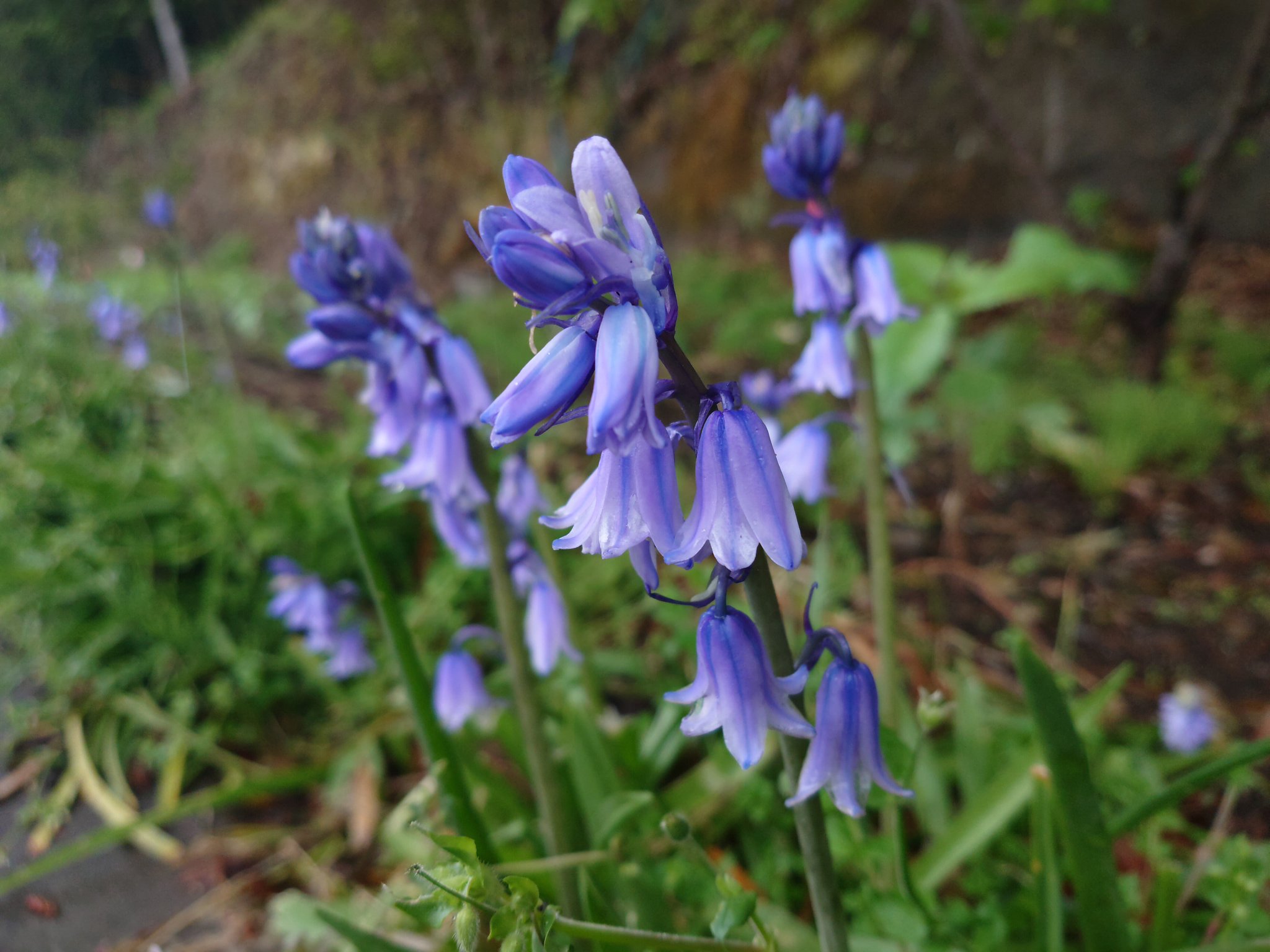 みぃ シラー カンパニュラータ ツリガネズイセン 釣鐘水仙 ヒアシンソイデス ブルーベル 花 花写真 花写っと お写ん歩 T Co Y84hvdpmgn Twitter