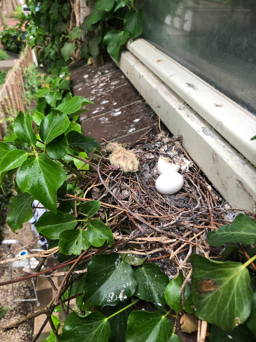 We komen over een paar weekjes wel terug om dit raampje te schilderen ! #Toinelami #beleefdelente #wassenaar #tortelduifjes