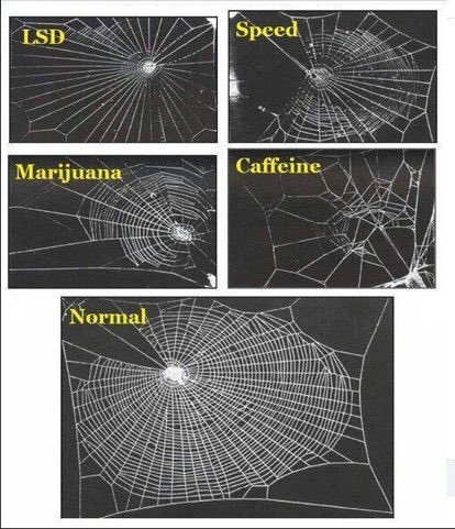 りらいさん フラクタルについて調べていたら興味深い実験を見つけたのだ それは蜘蛛さんに色々な薬剤を投与した結果蜘蛛の巣 はどうなるのか というものなのだ カフェインを投与した時が一番形が荒んでいるのは大変興味深いのだ アライさんフラクタル部