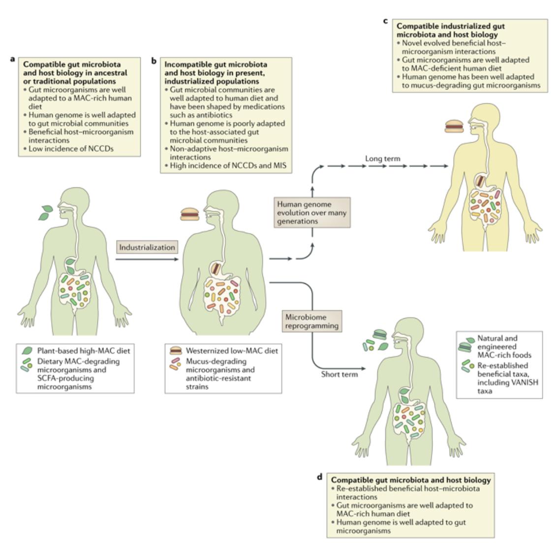 GMFHx's tweet photo. The human microbiome has adapted to environmental pressures over time. This new perspective in @NatureRevMicro explores the transition from the ancestral gut microbiota to the industrialized gut microbiota and its implications for human health https://t.co/avE5jia7gE https://t.co/POUWXrPAtw