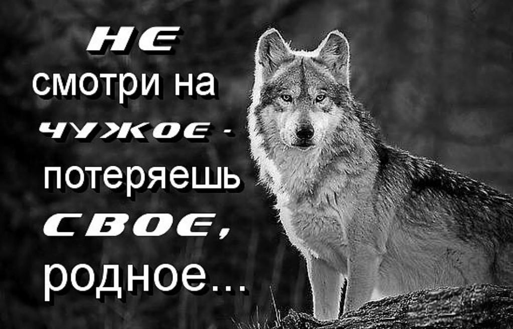 Картинка волка с надписью никогда не проигрываю, прикольный плот открытка
