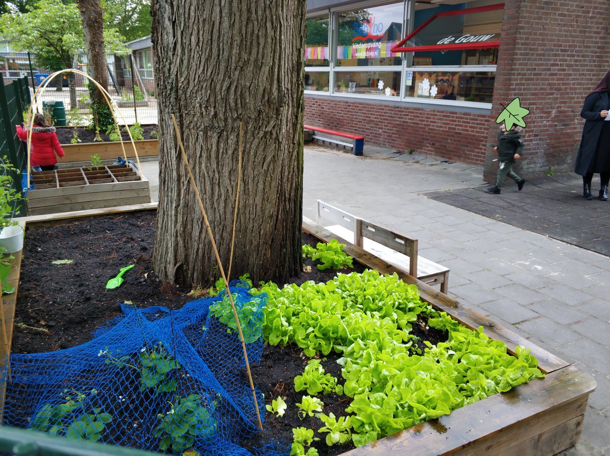 JOGGZaanstad's tweet photo. Het moestuinen seizoen is begonnen! Kinderen op 9 Zaanse voorscholen van @TintelTuin en #Babino zijn voor het 2e jaar aan het moestuinieren. @GemZaanstad @GGDZW https://t.co/YPPNPHgbH8