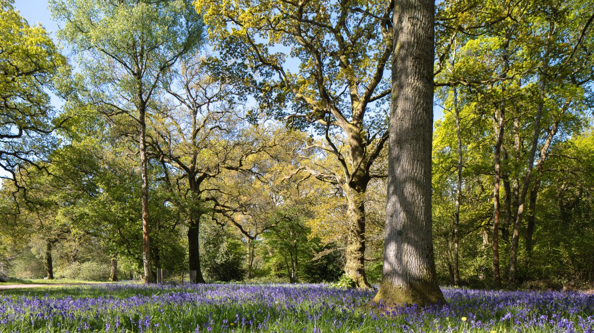 With recent research showing that just 2-3 short forest visits a week can benefit your mental health, we can’t think of a better reason to visit the nation’s forests this spring.

Find your local woodland for a wellbeing boost: forestryeng.land/wellbeing
