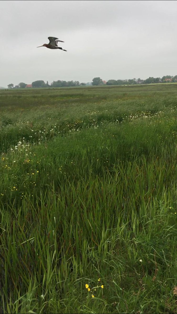 tantetjits's tweet photo. De earste jûn: greiderute! Mei nijsgjirrich publyk lâns it paad en in meet en greet mei de Kening fan 'e Greide.

#skries #grutto #a4dbolsward #avondvierdaagse #Frysk https://t.co/ykQwduOlPp